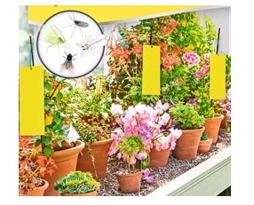 10 י"ח מדבקה צהובה ללכידת חרקים באדניות