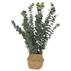 עציץ נוי אקליפטוס בסל 22X22X50 ס"מ